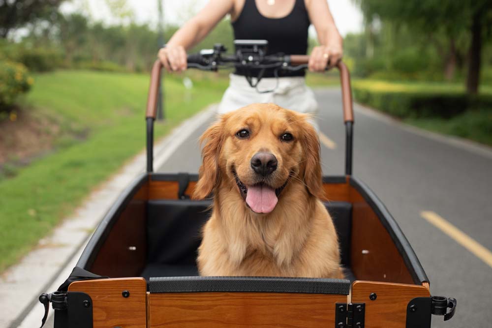 cargo bike for pets